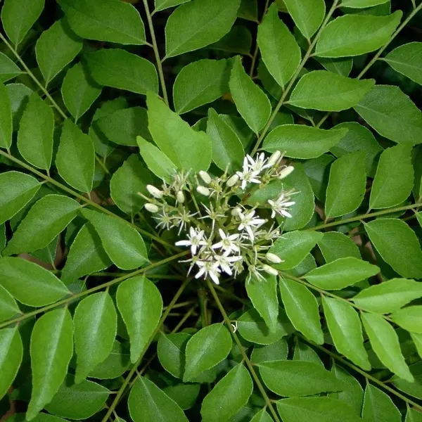 Curry_Leaves_Plant_For_Home_Garden