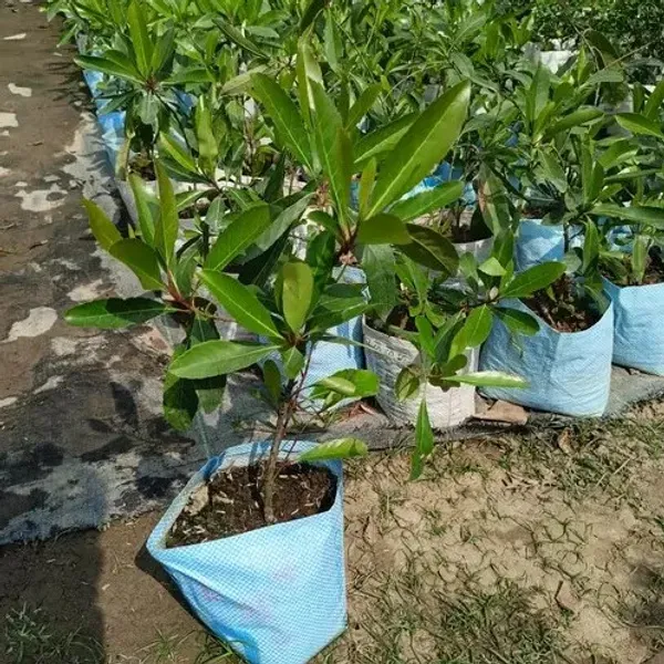 Thai_Variety_Sweet_Olive_Grafted_Fruit_Plant