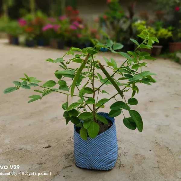 Aparajita_Flower_Plant_Pink_For_Home_Garden