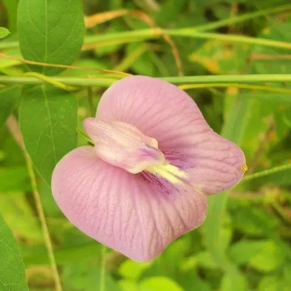 Aparajita_Flower_Plant_Pink_For_Home_Garden