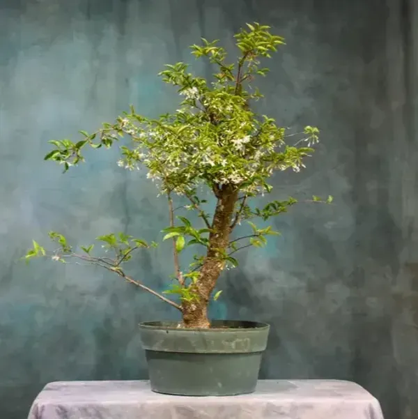 Bonsai_Water_Jasmine_Plant_For_Home_Garden
