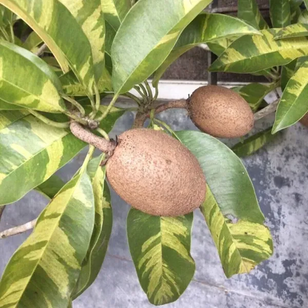 Variegated_Chikoo_Fruit_Plant_For_Home_Garden