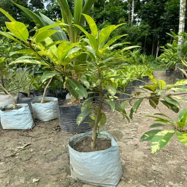 Variegated_Chikoo_Fruit_Plant_For_Home_Garden