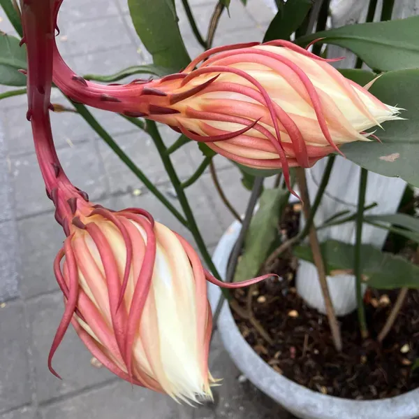Brahma_Kamal_Flower_Plant_Pink