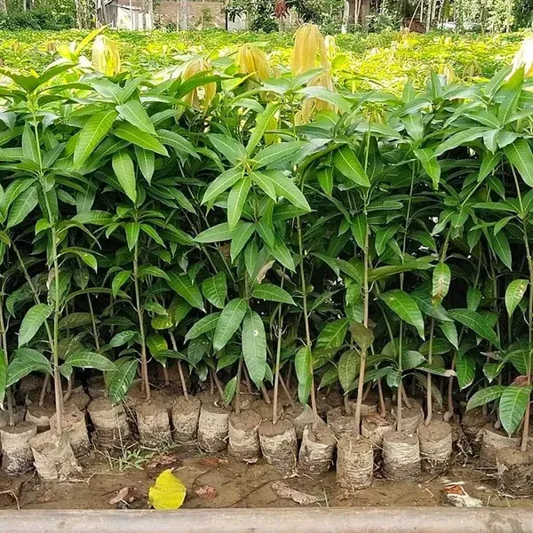Langra_Mango_Fruit_Plant_For_Home_Garden