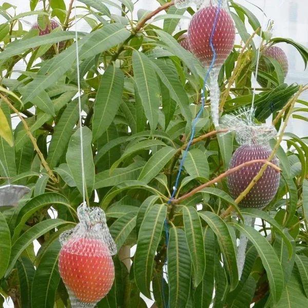 Miyazaki_Mango_Grafted_Fruit_Plant