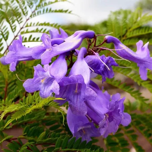 Jacaranda_Mimosifolia_Flower_Plant