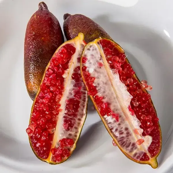 Red_Finger_Lemon_Grafted_Fruit_Plant