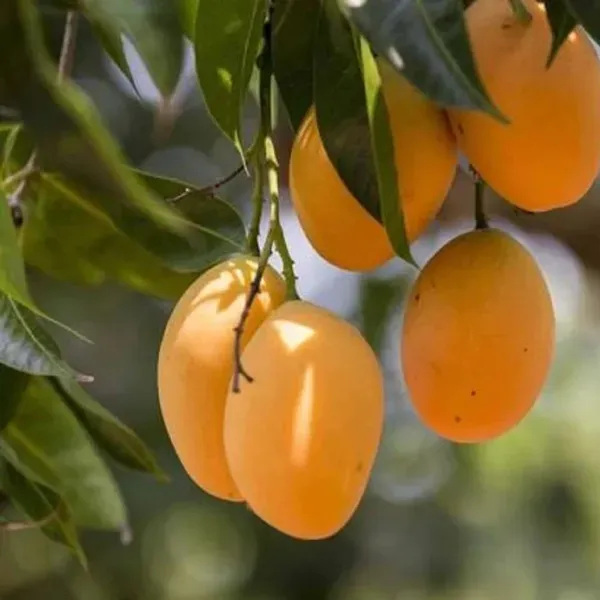 Honeydew_Grafted_Mango_Fruit_Plant