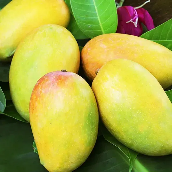 Dasheri_Mango_Fruit_Plant_For_Home_Garden