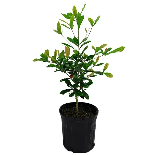 Australian_Lilly_Pilly_Berry_Fruit_Plant