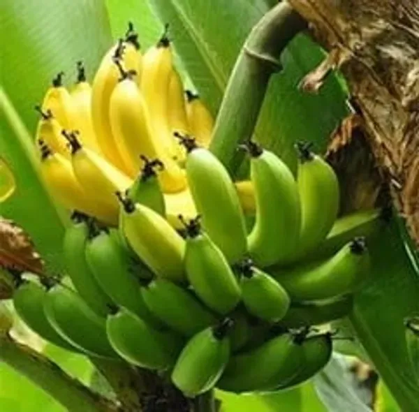 Tissue_Culture_Banana_Fruit_Plant