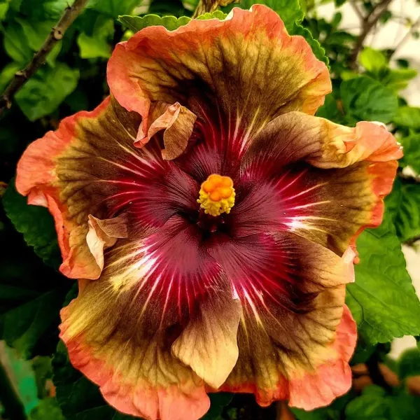 Australian_Variety_Grafted_Hibiscus_Flower_Plant