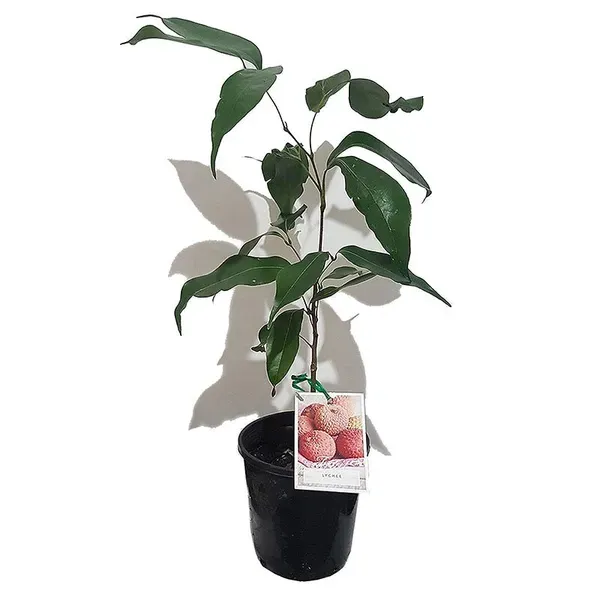 Bombay_Litchi_Fruit_Plant_Lychee