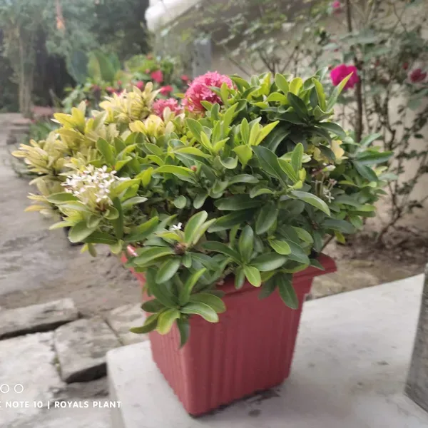 Chinese_Mixed_Ixora_Flower_Plants_Combo_Pack_Of_4
