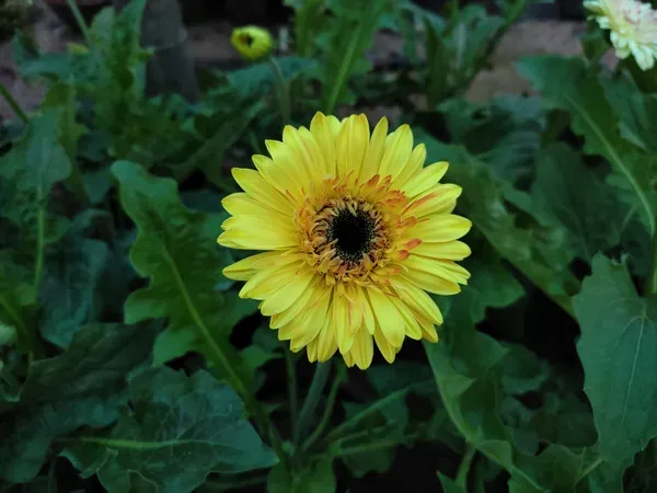 Hybrid_Gerbera_Flower_Plant_Yellow