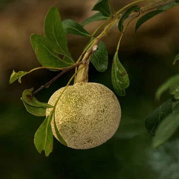Wood_Apple_Grafted_Fruit_Plant_Bael