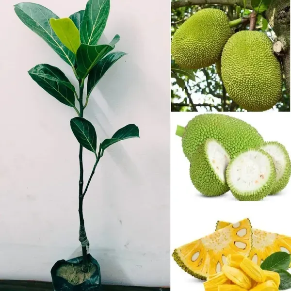 Gumless_Jackfruit_Grafted_Hybrid_Fruit_Plant