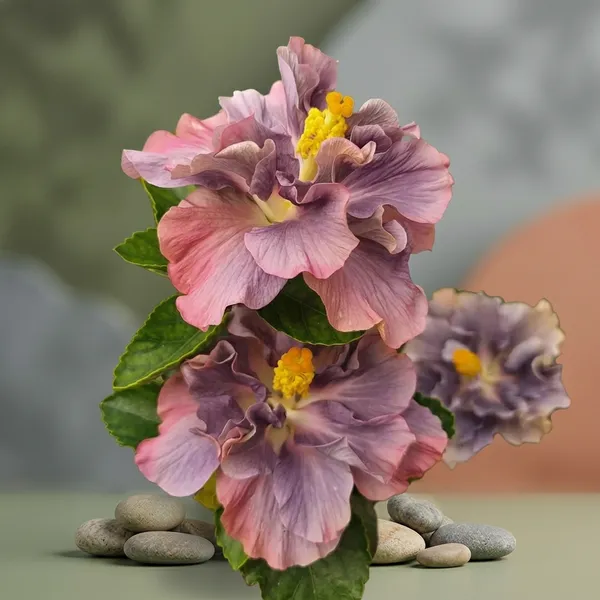 Double_Petal_Variety_Grafted_Hibiscus_Flower_Plant