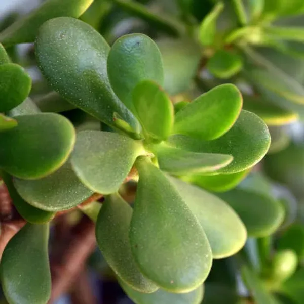 Jade_Plant_For_Home_Garden