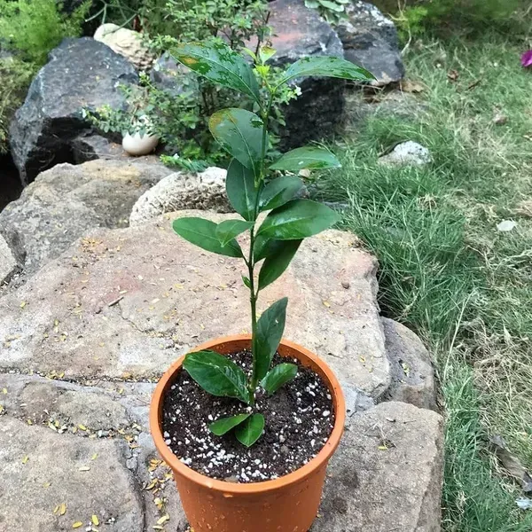 Black_Finger_Lemon_Grafted_Hybrid_Fruit_Plant
