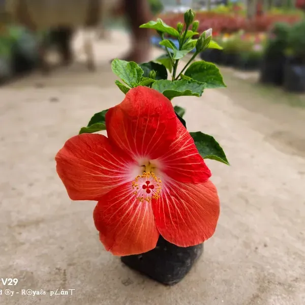 American_Variety_Hibiscus_Flower_Plant