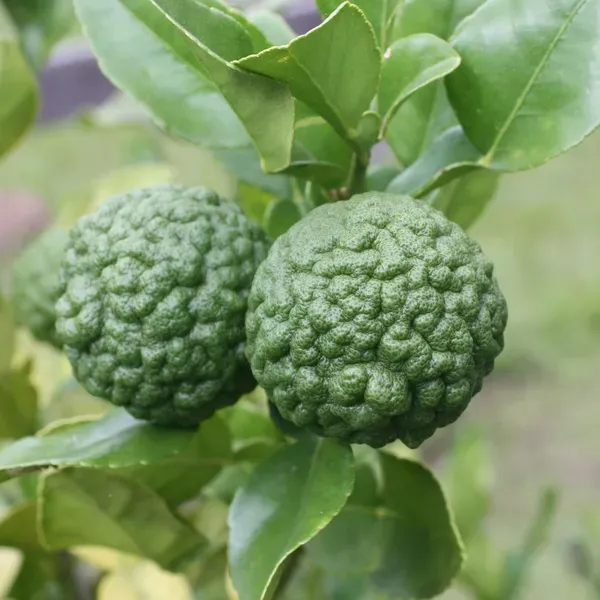 Kaffir_Lemon_Grafted_Hybrid_Fruit_Plant
