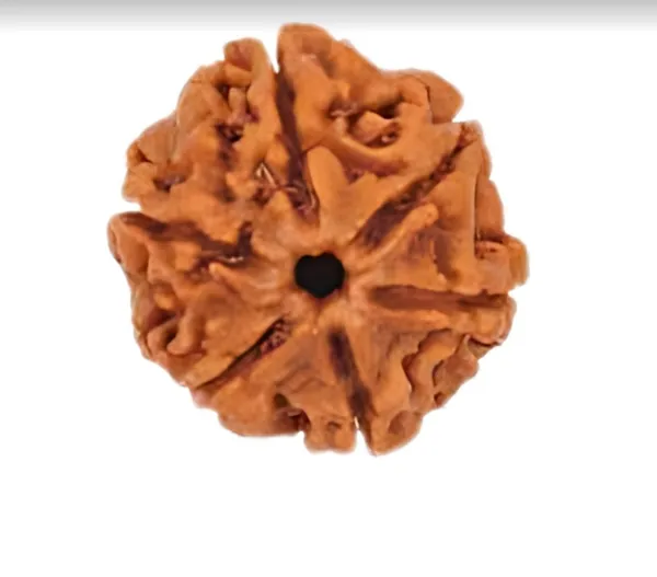 Nepali_6_Mukhi_Natural_Rudraksha_Bead