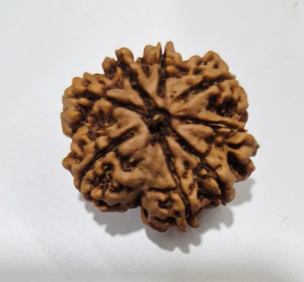 Nepali_Natural_8_Mukhi_Rudraksha_Bead_For_Prayer