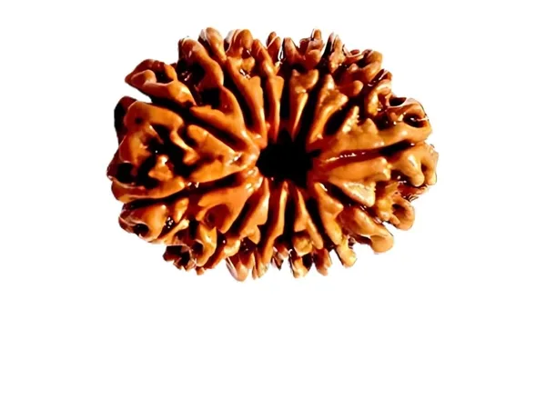 Nepali_Natural_12_Mukhi_Rudraksha_Bead_For_Prayer