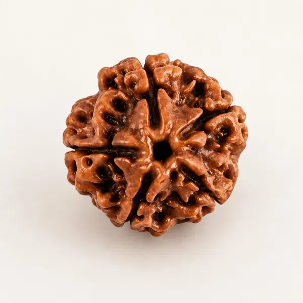 Nepali_5_Mukhi_Natural_Rudraksha_Bead