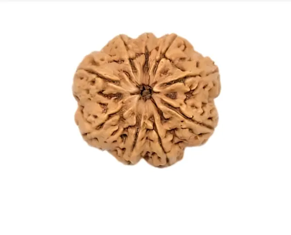Nepali_Natural_9_Mukhi_Rudraksha_Bead_For_Prayer