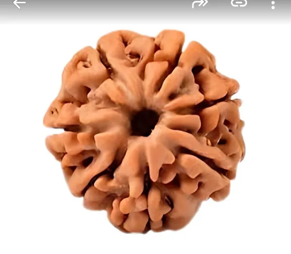Nepali_Natural_7_Mukhi_Rudraksha_Bead_For_Prayer