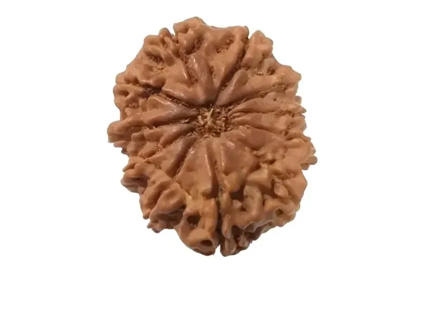 Nepali_Natural_10_Mukhi_Rudraksha_Bead_For_Prayer