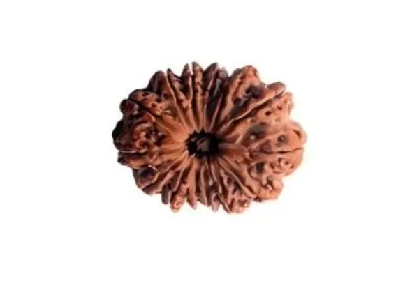 Nepali_Natural_13_Mukhi_Rudraksha_Bead_For_Prayer