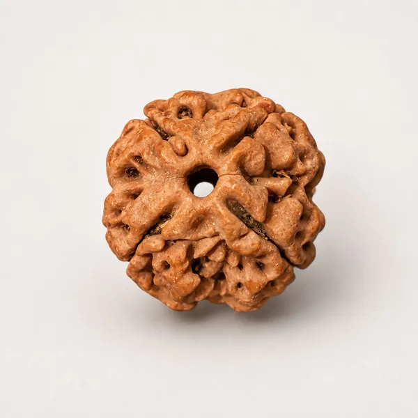 Nepali_Natural_4_Mukhi_Rudraksha_Bead_For_Prayer