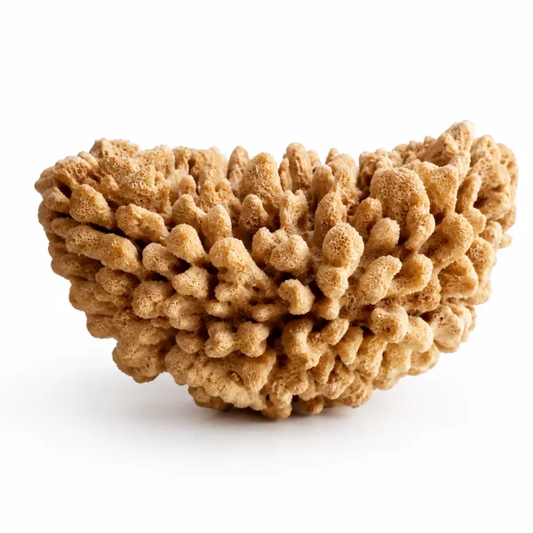 1_Mukhi_Kaju_Shape_Natural_Nepali_Rudraksha_Bead