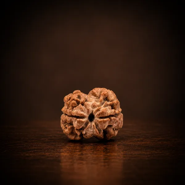 Nepali_Natural_2_Mukhi_Rudraksha_Bead_For_Prayer