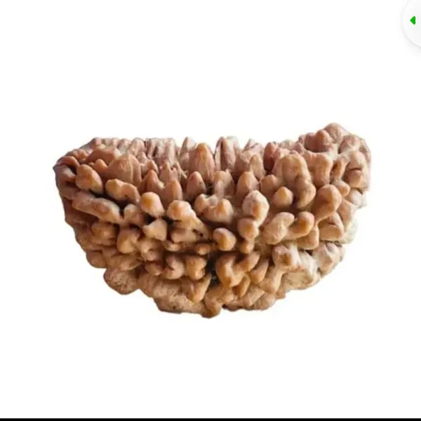 1_Mukhi_Kaju_Shape_Natural_Nepali_Rudraksha_Bead
