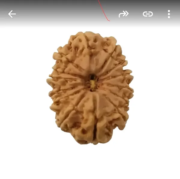 Nepali_Natural_12_Mukhi_Rudraksha_Bead_For_Prayer