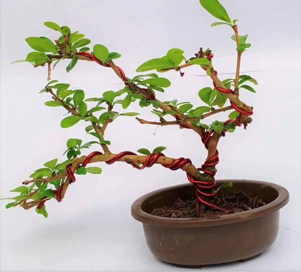 Green_Paradise_Bonsai_Pots_5_5_Oval_Pack_Of_5_Suitable_For_Small_Bonsai_Succulents_Adeniums_And_Cactus_Default_Title