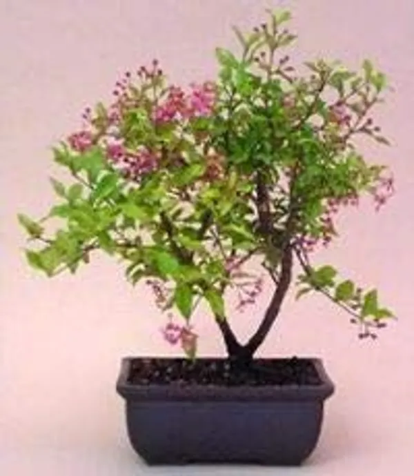Malpighia_Japanese_Cherry_Blossom_Bonsai_Tree_4_Years_Old_Mature_Tree_Malpighia_Punicifolia_Dwarf_Barbados_Cherry_Tree_Live_Plant_Default_Title