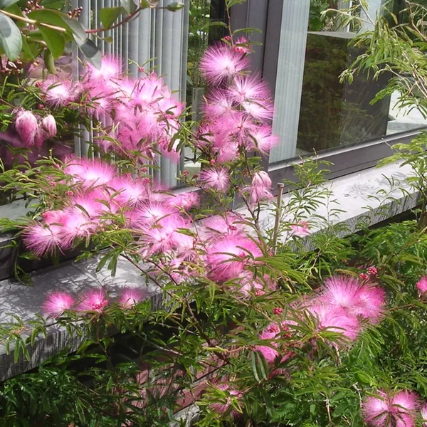 Calliandra_Surinam_Powderpuff_New_Pink_Color_Live_Plant_With_Pot_Default_Title