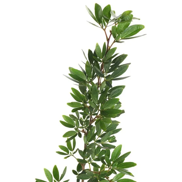 Calliandra_Surinam_Powderpuff_New_Pink_Color_Live_Plant_With_Pot_Default_Title