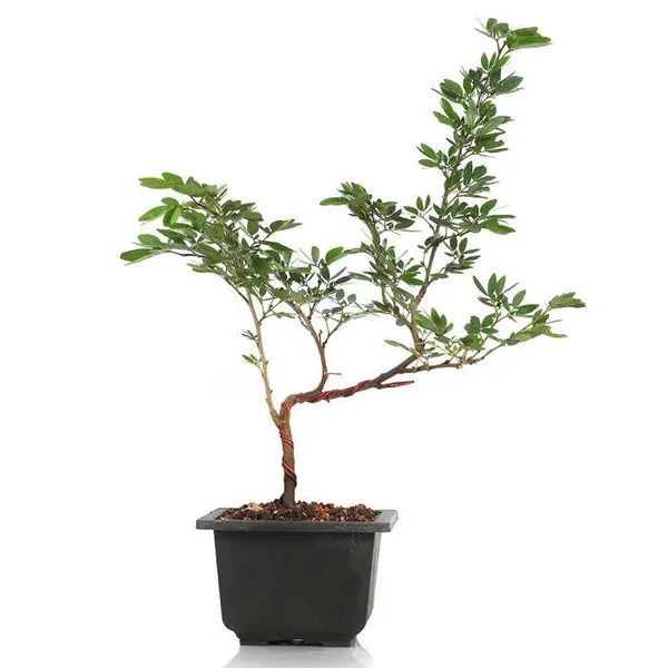 Calliandra_Surinam_Powderpuff_New_Pink_Color_Live_Plant_With_Pot_Default_Title