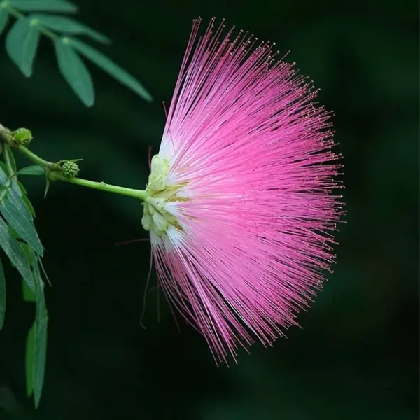 Calliandra_Surinam_Powderpuff_New_Pink_Color_Live_Plant_With_Pot_Default_Title