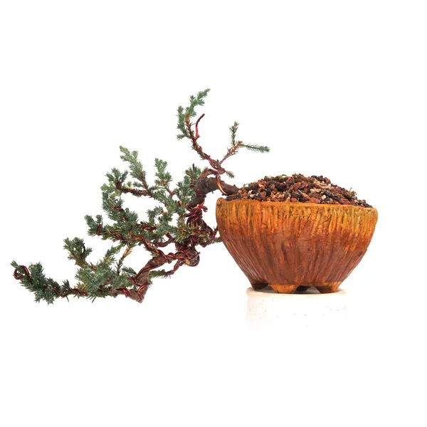 Bonsai_Juniper_Prostata_Cascade_Style_With_Ceramic_Pot_Default_Title