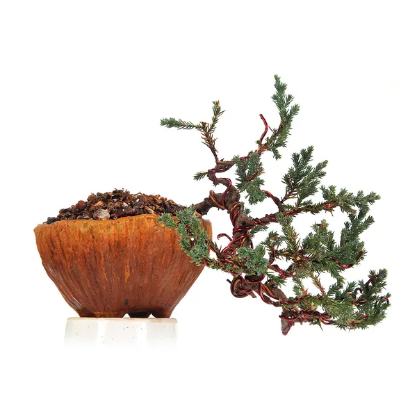 Bonsai_Juniper_Prostata_Cascade_Style_With_Ceramic_Pot_Default_Title