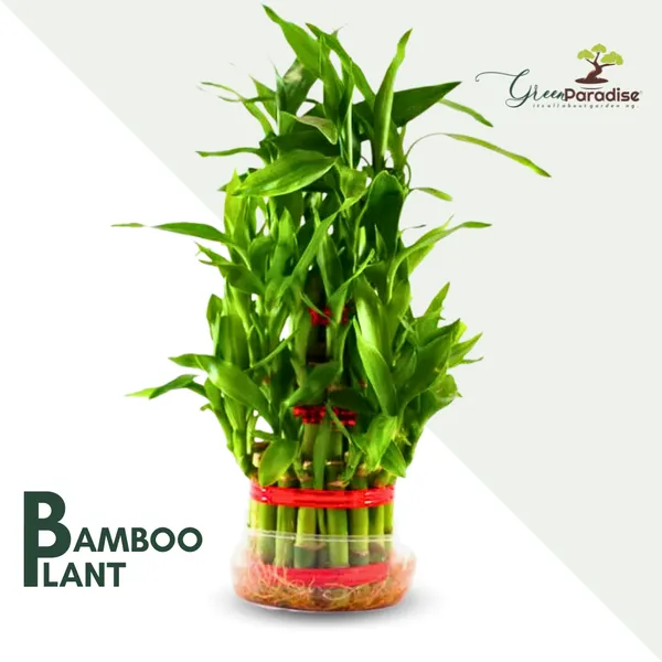 Green_Paradise_Fengsui_Bamboo_2_Layers_Bamboo_Plant_Without_Pot_Default_Title