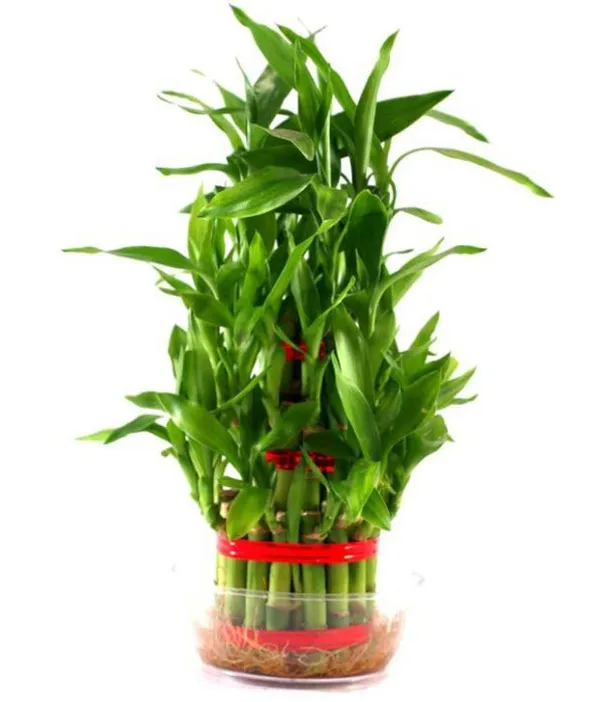 Green_Paradise_Fengsui_Bamboo_2_Layers_Bamboo_Plant_Without_Pot_Default_Title